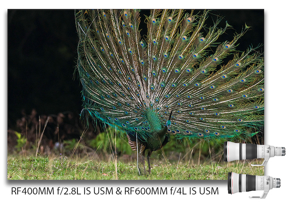 RF 400mm f 2.8L IS USM dan RF600mm f 4L IS USM