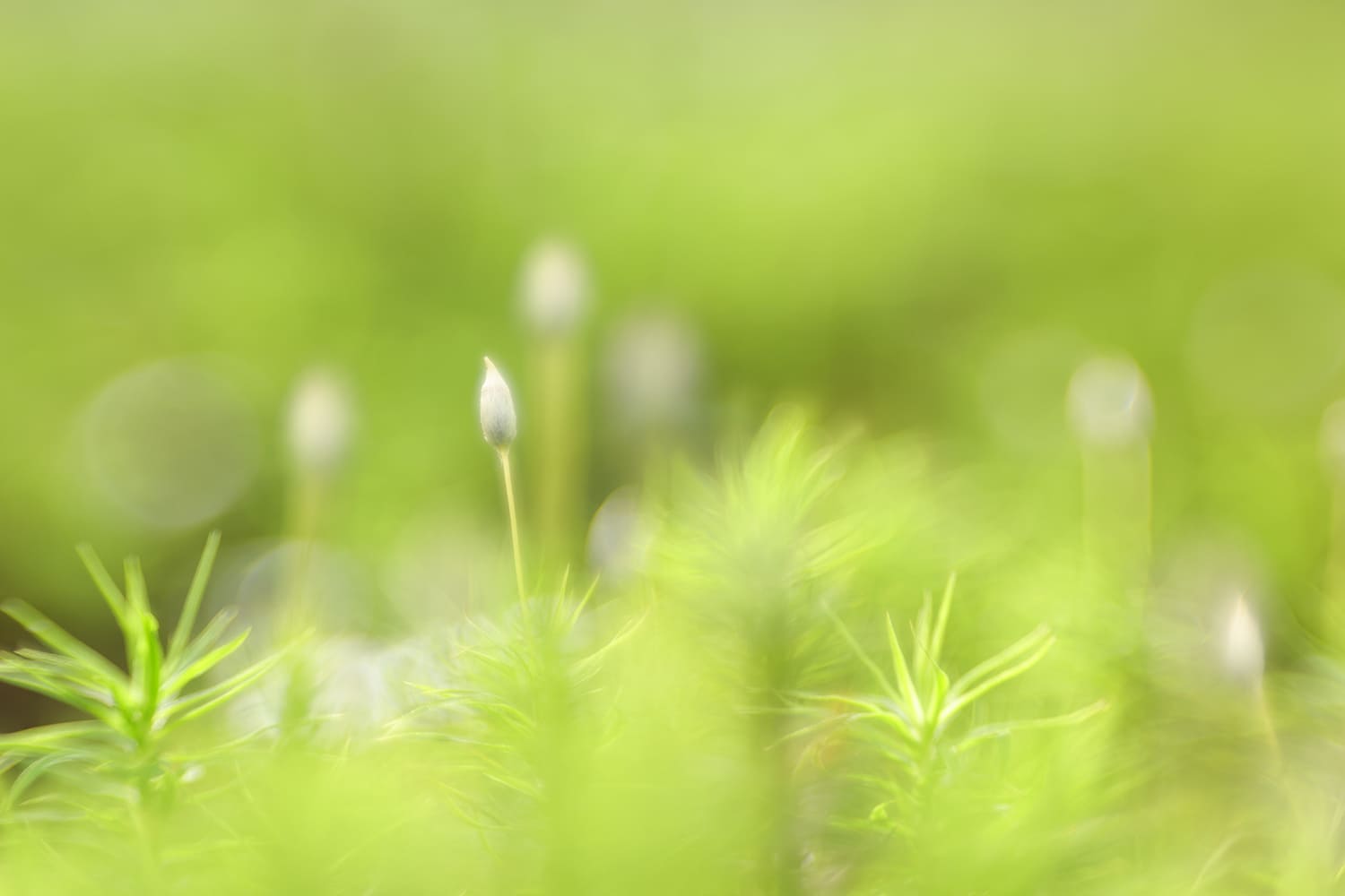 RF100mm f2.8L MACRO IS USM